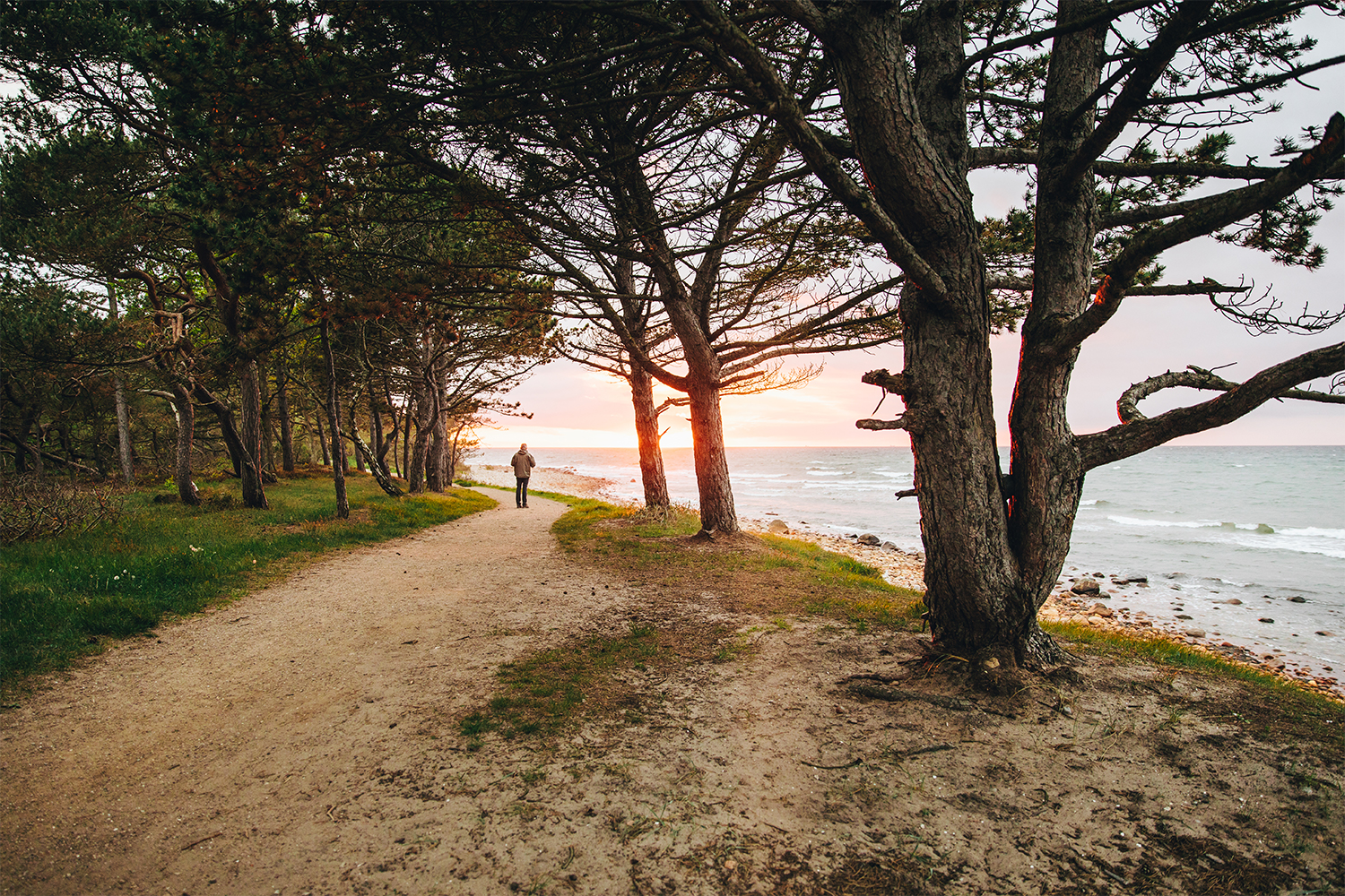 strand-med-traer-nordsjaelland